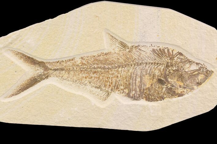 Diplomystus Fossil Fish - Wyoming #91580